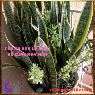 CHẬU CÂY LƯỠI HỔ CAO HƠN 50 CM CÓ NHIỀU CÂY LỚN KHỎE KHỬ ĐỘC TRỪ TÀ 🍈Siêu Thị Hoa Và Cây Giống