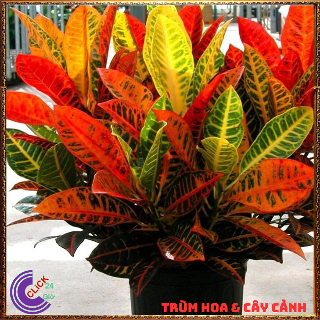 CHẬU CÂY CÔ TÒNG VÀNG ANH LÁ MÍT LỌC KHÔNG KHÍ CÔNG VIỆC SUÔNG SẺ⏰{{store}]