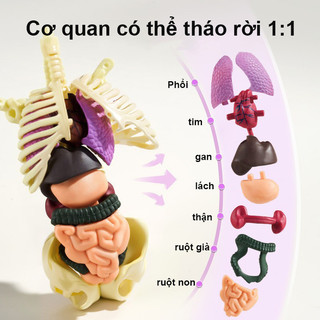 【BabyJoy】Mô Hình Lắp Ghép Giải Phẫu Cơ Thể Người Có Thể Tháo Rời,Mô hình người,Mô hình giải phẫu cơ thể người