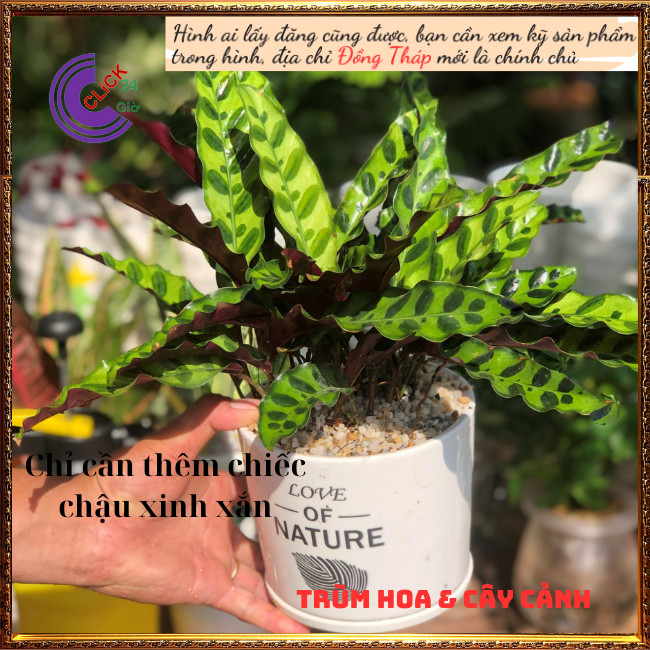 Chậu đuôi phụng có nhiều contrồng trong nhà máy lọc không khí tự nhiên⏰TRÙM HOA VÀ CÂY CẢNH
