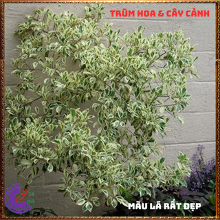 CHẬU QUẤT CẨM THẠCH CAO TRÊN 50CM CÂY TẮC, CÂY HẠNH THÁI SỌC ĐẸP ️💄 Siêu Thị Hoa