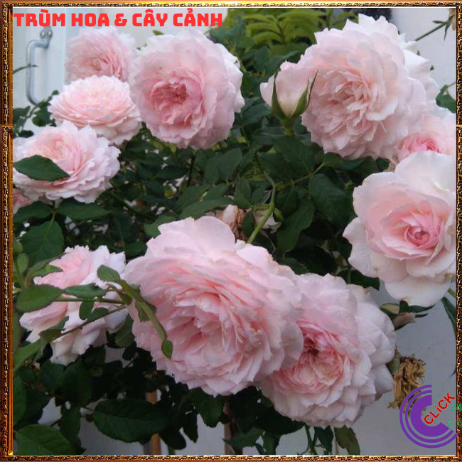 Chậu hoa hồng Nhật Misaki rose màu hồng kem thơm hoa quả ngọt ngào ⏰TRÙM HOA VÀ CÂY CẢNH