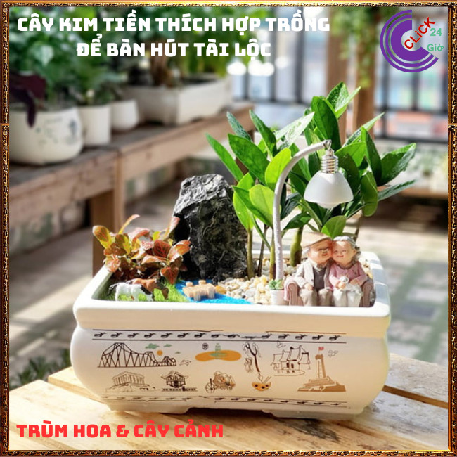CHẬU CÂY KIM TIỀN NHỎ LÀM TIỂU CẢNH ĐỂ BÀN HÚT TÀI LỘC PHÚ QUÝ ⏰TRÙM HOA VÀ CÂY CẢNH