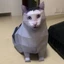 PWSEND Kitten Stereo Origami, Mô hình giấy mèo Oiiiao thủ công DIY, Mèo con tự hỏi vui nhộn Maxwell Cat Large Huh Cat Paper Model Quà tặng cho bạn bè