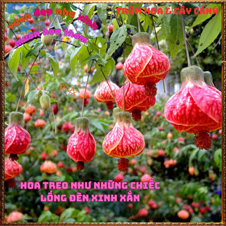 Chậu Hoa Bụp Lồng Đèn Vàng Cam Bông Bụt Thả Treo Mới Lạ Tuyệt Đẹp️📩VƯỜN HOA CỔ TÍCH