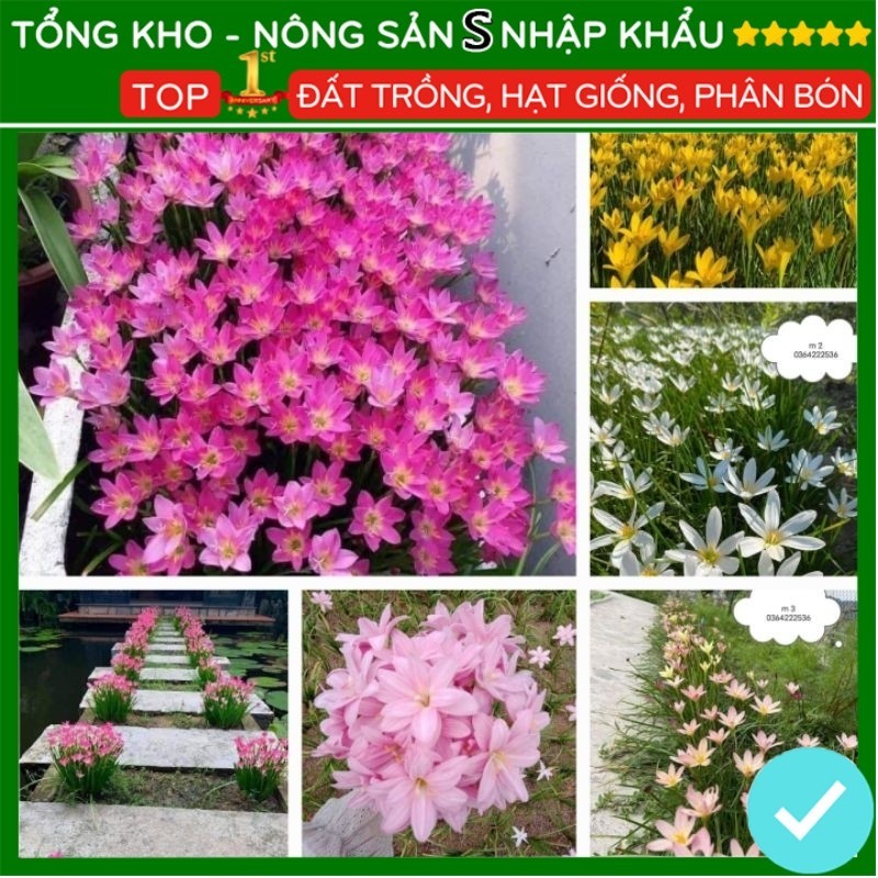 củ hoa tóc tiên nhiều màu cực dễ trồng hoa ra quanh năm (10 củ ...