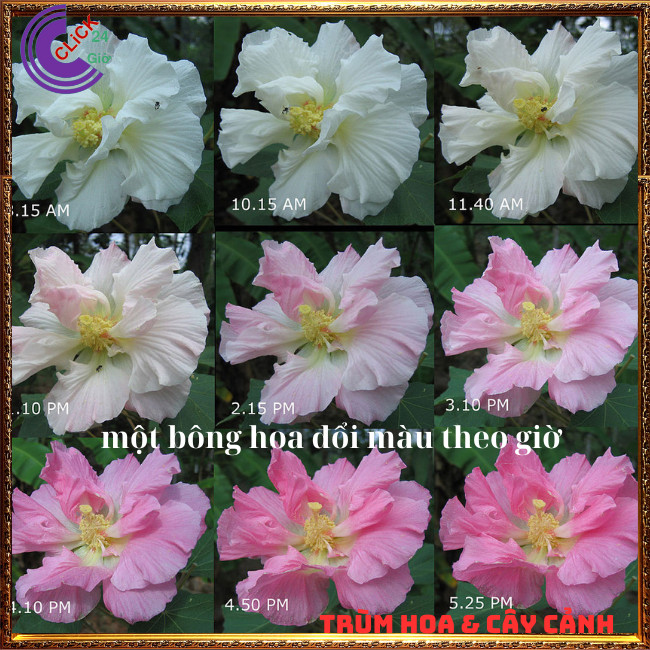 Cây hoa phù dung 1 bông đổi 3 sắc hoa trong 1 ngày hoa rất to lạ mắt⏰ TRÙM HOA VÀ CÂY CẢNH