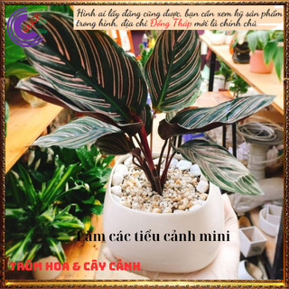 Chậu đuôi công sọc trắng cây để bàn lọc không khí đem đến may mắn💍 SHOP PP ONLINE CLICK 24 GIỜ
