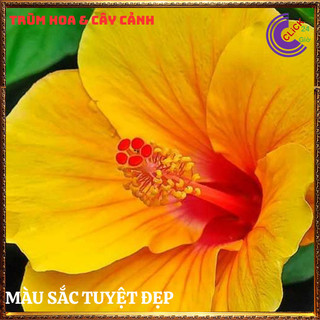 Chậu hoa râm bụt vàng mơ cánh đơn bông bụp thái đại hồng hoa cẩm quỳ⌛Siêu Thị Hoa Và Cây Giống