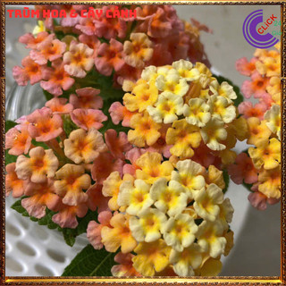 CÂY NGŨ SẮC VÀNG CAM MƠ TRỌN BỘ SƯU TẬP 50 MÀU TRÂM ỔI THƠM NGÁT ️💎 Siêu Thị Hoa