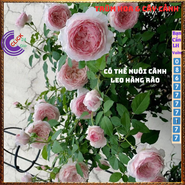 Chậu hoa hồng Nhật Misaki rose nguyên bản thơm hoa quả ngọt ngào ⏰Hoa Mười Giờ Bonsai & Phụ Kiện