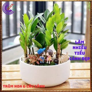 CHẬU CÂY KIM PHÁT TÀI NHỎ LÀM TIỂU CẢNH ĐỂ BÀN HÚT TÀI LỘC MAY MẮN 💍SHOP PP ONLINE CLICK 24 GIỜ