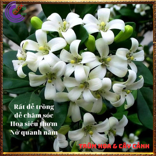 Cây nguyệt quế hoa thơm ngào ngạt nở hoa nở quanh năm xua đuổi tà khí️️🥁 MiMa market
