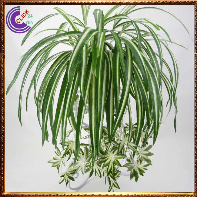 Chậu Ngải Kéo Khách Cây Phong Thủy Cầu Tài Mang May Mắn Đến⏰TRÙM HOA VÀ CÂY CẢNH
