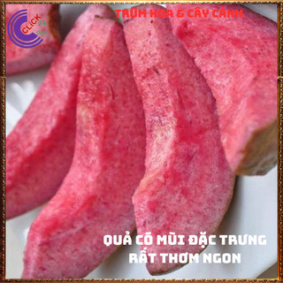 CÂY Ổi TÍM MALASIA THƠM NGỌT MÀU ĐẸP CAO 50CM️️🥁 MiMa market