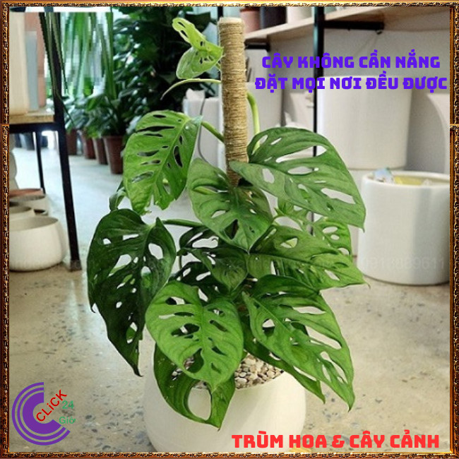 CHẬU CÂY TRẦU BÀ LỖ SIÊU LỌC KHÔNG KHÍ cây trong nhà không cần nắng⏰ TRÙM HOA VÀ CÂY CẢNH