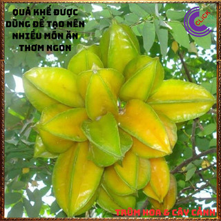 Chậu Cây Khế CHUA giống Thái Siêu Trái Cao 70cm dễ trồng nhanh trái🍋Siêu Thị Hoa