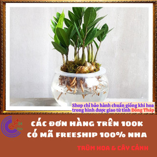 CHẬU CÂY KIM PHÁT TÀI NHỎ LÀM TIỂU CẢNH ĐỂ BÀN HÚT TÀI LỘC MAY MẮN 💍SHOP PP ONLINE CLICK 24 GIỜ