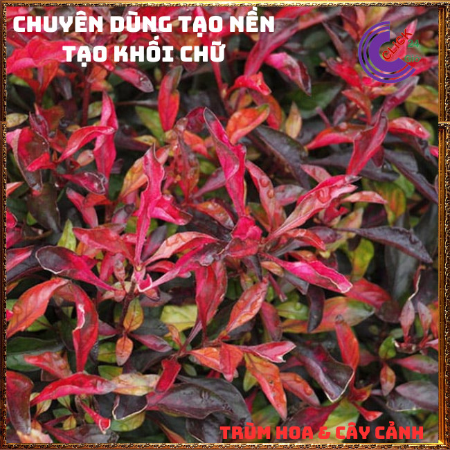CHẬU CÂY KỶ DIỆU ĐỎ RỆU ĐỎ ĐEM LẠI MAY MẮN HẠNH PHÚC MÀU SIÊU ĐẸP⏰Hoa Mười Giờ Bonsai & Phụ Kiện