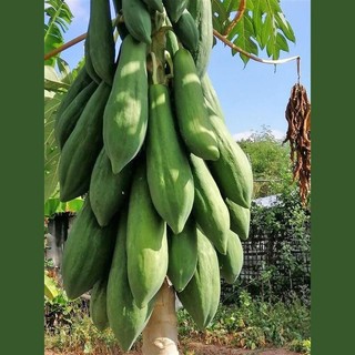 Hạt Giống Đu Đủ Ruột Đỏ Siêu Dài