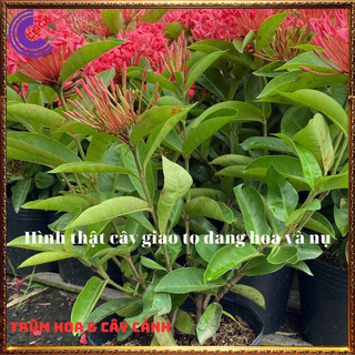Chậu hoa mẫu đơn siêu chùm hồng như ý hoa to nở quanh năm tuyệt đẹp ✡️ Siêu Thị Hoa Và Cây Giống