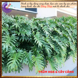 Chậu Trầu Bà Tay Phật Lá Xẻ Khía Lạ Mắt Hút Bức Xạ Của Đồ Điện Tử💍 SHOP PP ONLINE CLICK 24 GIỜ