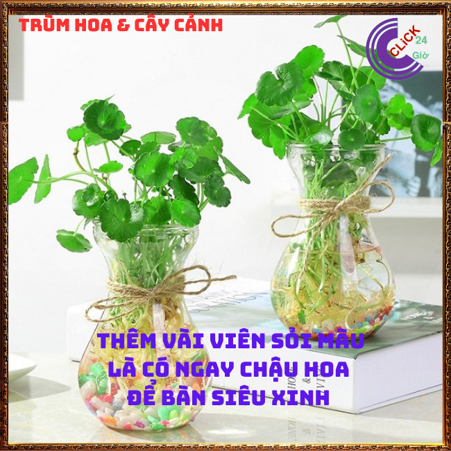 2 chậu cỏ đồng tiền để bàn may mắn xanh mướt xinh xắn rau má nhật⏰ TRÙM HOA VÀ CÂY CẢNH