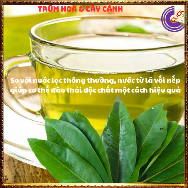 CHẬU LÁ VỐI NẾP NẤU NƯỚC TRÀ DƯỢC LIỆU NHIỀU CÔNG DỤNG TUYỆT VỜI ⏰ Hoa Mười Giờ Bonsai & Phụ Kiện