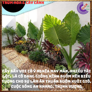 CHẬU CÂY RÁY VOI TRỒNG TRONG NHÀ MANG ĐIỀU MAY MẮN LỌC KHÔNG KHÍ ️💎Siêu Thị Hoa