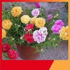 [TỔNG HỢP] - Sét 2 gói Hạt giống hoa mười giờ kép Mới nhất - Gói mix 20 màu