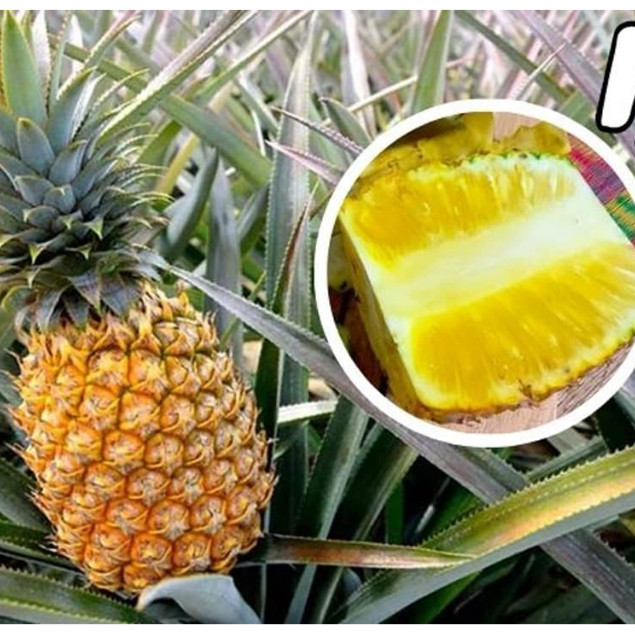 Cây giống dứa mật MD2 không gai ( 1 Cây ) - Mật nhiều, ăn ngon | Shopee ...