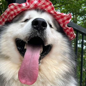 【Ready Stock】 2025 New Internet Celebrity Pet Sun Hat Decoration Large, Medium and Small Dogs Alaska Hat Ins Style Mini Hat WFWh