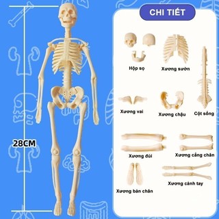 【48h】Mô hình cơ thể người – đồ chơi trẻ em bộ xương con người giải phẫu có thể tháo rời khoa học bộ xương người xếp hình