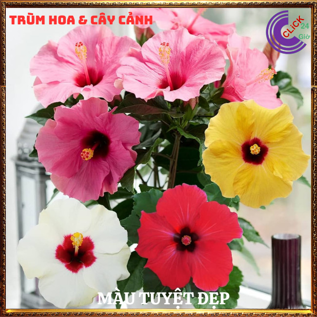 Chậu hoa râm bụt màu hồng cánh đơn bông bụp thái đại hồng hoa cẩm quỳ⏰TRÙM HOA VÀ CÂY CẢNH