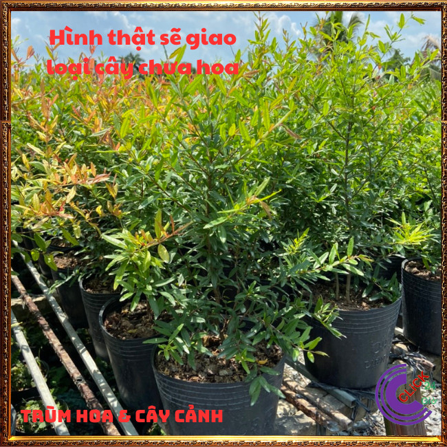 Cây Lựu Đỏ Quả To Mọng Ngọt Cao 60cm Đang Có Hoa Loại Siêu Trái⏰ TRÙM HOA VÀ CÂY CẢNH