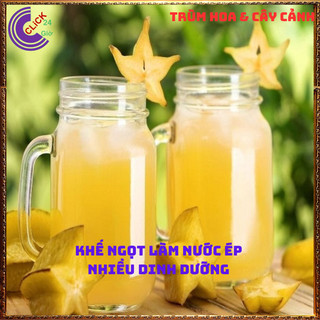 Chậu Cây Khế NGỌT Thái Siêu Trái Cao 70 cm thơm ngon Nhiều dinh dưỡng🍋Siêu Thị Hoa