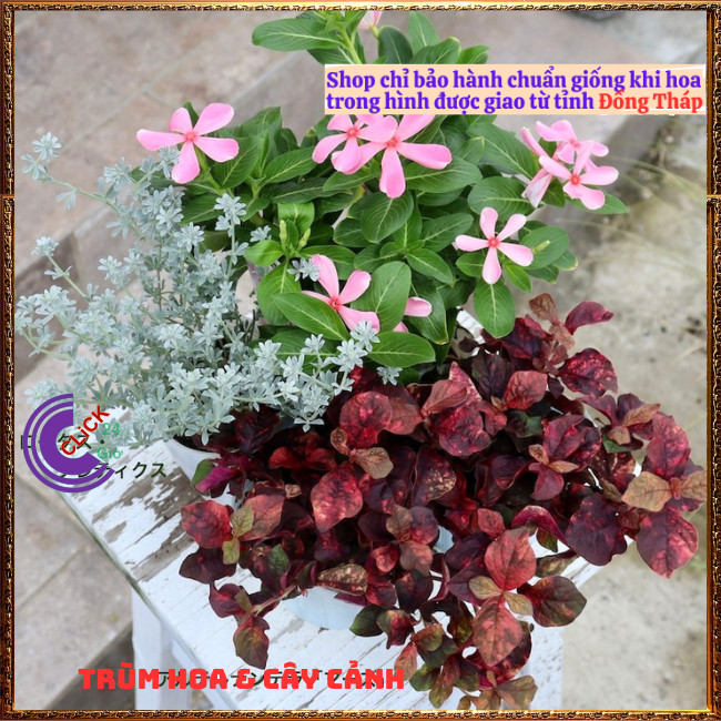 CHẬU CÂY RUBY ĐỎ TẠO SẮC ĐỐI LẬP KHI PHỐI MÀU THẢO HOA HOẶC TRỒNG VIỀN⏰Hoa Mười Giờ Bonsai & Phụ Kiện
