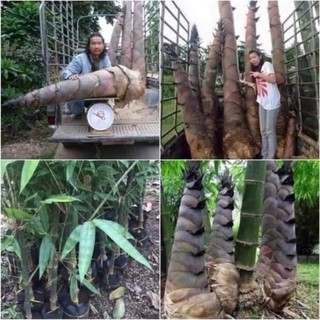 CHUẨN GIỐNG - Hạt Giống Tre khổng lồ MOSO thái lan, măng ngọt, năng xuất cao_Bạn với nhà Nông - Nông Nghiệp Việt