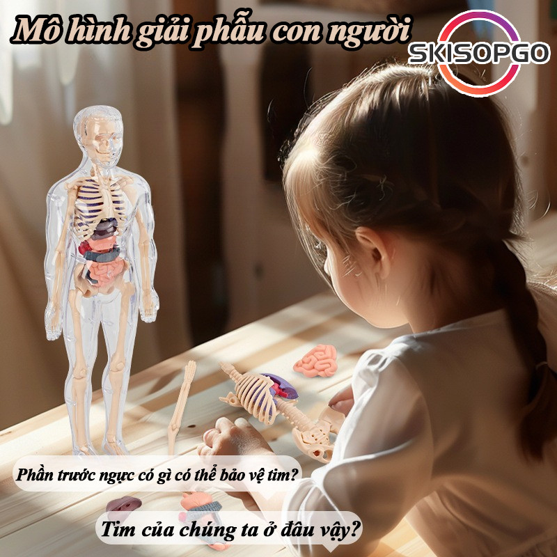 Mô Hình Lắp Ghép Giải Phẫu Cơ Thể Người Có Thể Tháo Rời, Mô Hình Cơ Thể Con Người, Đồ Chơi Giáo Dục