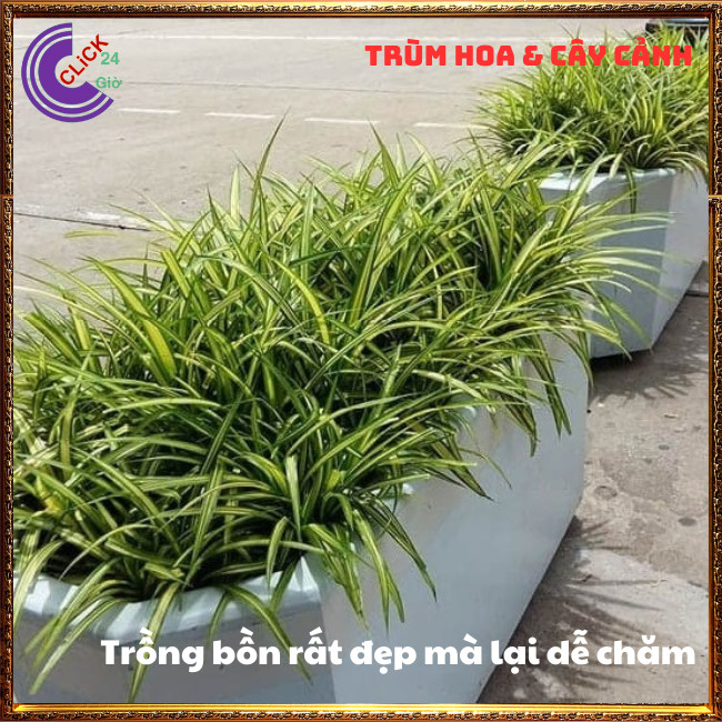 CHẬU DỨA SỌC VÀNG TƯƠI SÁNG NỔI BẬT DỨA ĐẠI PHÁT SIÊU DỄ TRỒNG⏰ Hoa Mười Giờ Bonsai & Phụ Kiện