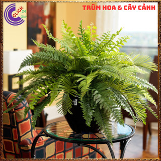 CÂY DƯƠNG XỈ LÁ ME TRANG TRÍ ĐẸP VỊ THUỐC HAY SỨC SỐNG MẠNH LIỆT💍 SHOP PP ONLINE CLICK 24 GIỜ
