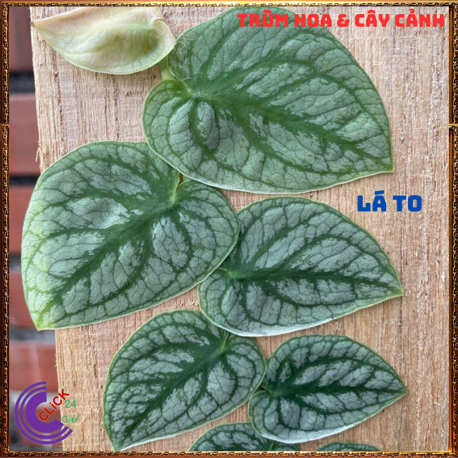 Cây TẮC KÈ BẠC LÁ TO dây leo tường đẹp như tranh vẽ 60cm họ thằn lằn⏰Hoa Mười Giờ Bonsai & Phụ Kiện