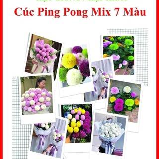 [NỞ 4 MÙA] - Hạt Giống Hoa Cúc Ping Pong Mix 15 màu Loại dễ trồng tỉ lệ nảy mầm 98%
