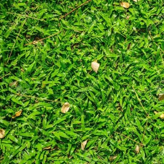 [NHẬP KHẨU F1] - Hạt giống cỏ lá Gừng Thái - trồng vườn tạo cảnh quan, cho gà ăn