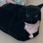 PWSEND Kitten Stereo Origami, Mô hình giấy mèo Oiiiao thủ công DIY, Mèo con tự hỏi vui nhộn Maxwell Cat Large Huh Cat Paper Model Quà tặng cho bạn bè