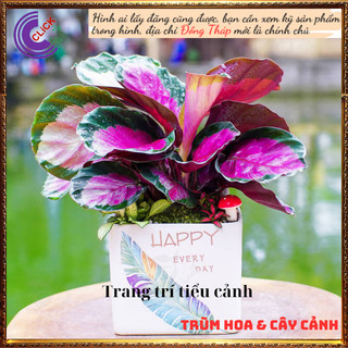 Cây đuôi công hồng để bàn làm việc, trồng trong nhà lọc không khí tốt⏰ Hoa Mười Giờ Bonsai & Phụ Kiện