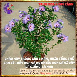 Hoa thiên quý tím cánh đơn siêu đẹp hoa lạ giống mới hoa dâm bụt mới⏰Hoa Mười Giờ Bonsai & Phụ Kiện