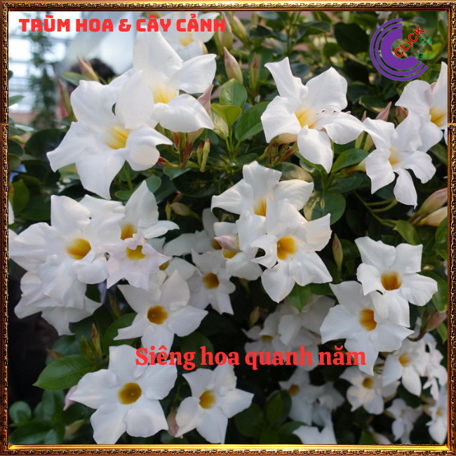 Chậu hoa tuyết anh trắng tinh khôi hoa trang đài trắng tuyệt đẹp⏰ Hoa Mười Giờ Bonsai & Phụ Kiện