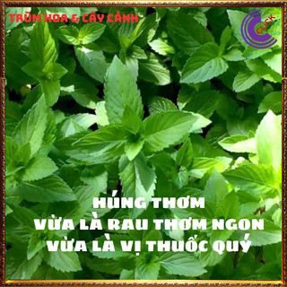 Chậu rau thơm húng bạc hà vừa ngon vừa là thảo dược quý rất nên trồng💍 SHOP PP ONLINE CLICK 24 GIỜ