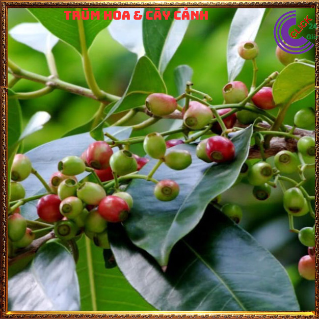 CHẬU LÁ VỐI NẾP NẤU NƯỚC TRÀ DƯỢC LIỆU NHIỀU CÔNG DỤNG TUYỆT VỜI ⏰ Hoa Mười Giờ Bonsai & Phụ Kiện